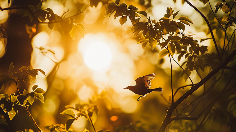 Birds Flaying In Sunlight